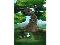 Ancient Tree 4.jpg